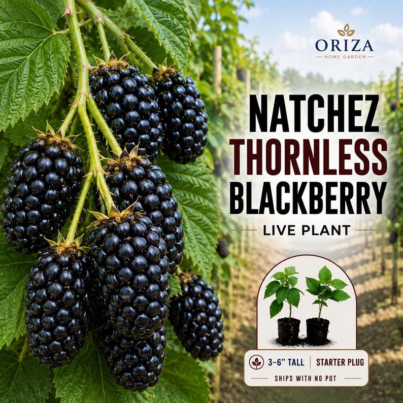 May include: A cluster of ripe, dark purple Natchez thornless blackberries hanging from a green vine with serrated leaves. Text reads: ORIZA HOME GARDEN, NATCHEZ THORNLESS BLACKBERRY LIVE PLANT, 3-6" TALL STARTER PLUG, SHIPS WITH NO POT.