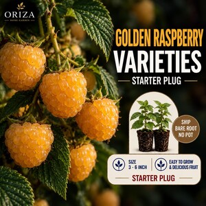 May include: Golden raspberry starter plug plant with text reading Golden Raspberry Varieties Starter Plug, Ship Bare Root No Pot, and Size 3-6 Inch. The image features clusters of bright yellow raspberries on green leafy stems and two small plant plugs.