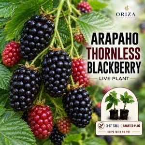 May include: A cluster of Arapaho thornless blackberries on a green leafy vine. The text reads ORIZA HOME GARDEN, ARAPAHO THORNLESS BLACKBERRY LIVE PLANT, and 3-6" TALL STARTER PLUG. Two small green plant starters are shown in a circular inset.