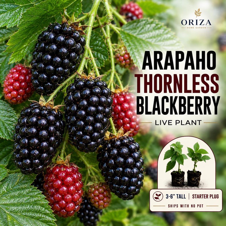 May include: A cluster of Arapaho thornless blackberries on a green leafy vine. The text reads ORIZA HOME GARDEN, ARAPAHO THORNLESS BLACKBERRY LIVE PLANT, and 3-6" TALL STARTER PLUG. Two small green plant starters are shown in a circular inset.