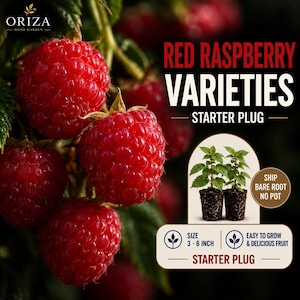 May include: A cluster of bright red raspberries on a green leafy vine. Text reads: RED RASPBERRY VARIETIES STARTER PLUG. An inset shows two small green plants with exposed roots, labeled: SHIP BARE ROOT NO POT. Size is listed as 3-6 inch.