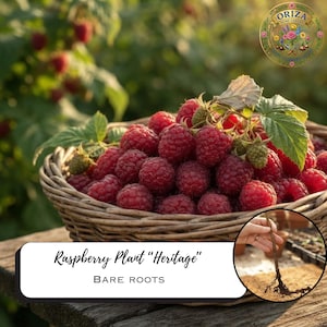 May include: A woven wicker basket filled with fresh red raspberries and green leaves. A circular inset shows a hand holding a bare root raspberry plant. The text reads Raspberry Plant Heritage BARE ROOTS and Oriza Home Garden.