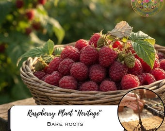 May include: A woven wicker basket filled with fresh red raspberries and green leaves. A circular inset shows a hand holding a bare root raspberry plant. The text reads Raspberry Plant Heritage BARE ROOTS and Oriza Home Garden.