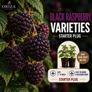 May include: A cluster of dark purple black raspberries on a green leafy vine. Text reads: ORIZA HOME GARDEN, BLACK RASPBERRY VARIETIES STARTER PLUG, SHIP BARE ROOT NO POT, SIZE 3-6 INCH, EASY TO GROW & DELICIOUS FRUIT. Two small plant plugs are shown.
