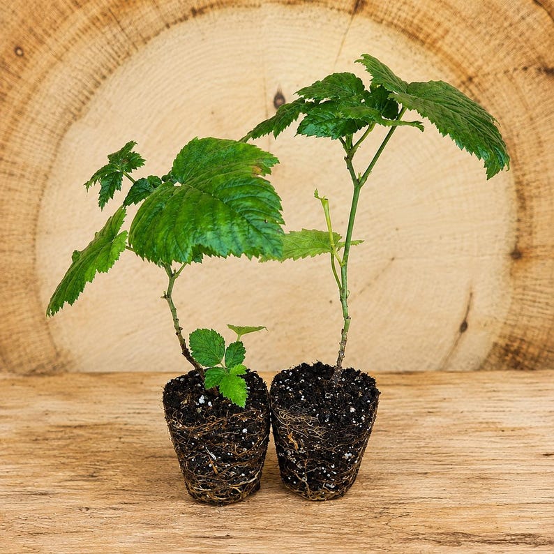 May include: Two small green raspberry plants with serrated leaves, each growing from a compact, cylindrical root ball of dark soil. The plants feature thin, upright stems and vibrant green foliage, displayed as individual starter specimens.