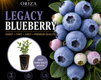 May include: A cluster of ripe blue and unripe light green blueberries with green leaves on a black background. Text includes ORIZA HOME GARDEN, LEGACY BLUEBERRY, SWEET TART JUICY PREMIUM QUALITY, SENT BARE ROOT NO POT, and STARTER PLUG 3-4 INCH TALL.