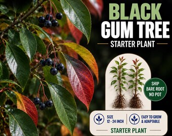 May include: A Black Gum Tree starter plant with dark green and red leaves and small black berries. The text reads Black Gum Tree Starter Plant, Ship Bare Root No Pot, Size 12-24 Inch, Easy To Grow & Adaptable, and Oriza Home Garden.