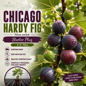 May include: A Chicago Hardy Fig Ficus carica starter plug plant, 3-4 inches tall. The image features dark purple ripe figs and one green unripe fig on a leafy branch, with text stating Chicago Hardy Fig, Starter Plug, and Cold Hardy.