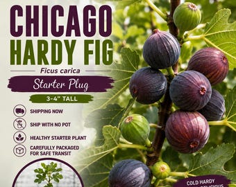May include: A Chicago Hardy Fig Ficus carica starter plug plant, 3-4 inches tall. The image features dark purple ripe figs and one green unripe fig on a leafy branch, with text stating Chicago Hardy Fig, Starter Plug, and Cold Hardy.