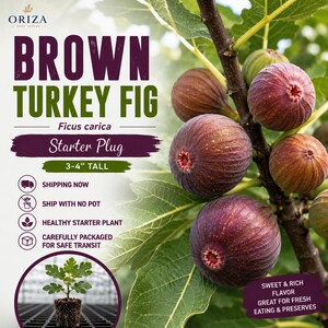 May include: A Brown Turkey Fig Ficus carica starter plug plant, 3-4 inches tall, featuring dark purple-brown fruit on a branch with green leaves. The text reads Brown Turkey Fig, Ficus carica, Starter Plug, 3-4" TALL, and Sweet & Rich Flavor.
