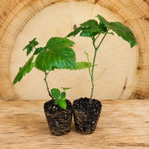 May include: Two small green raspberry plants with serrated leaves, each growing from a compact, cylindrical root ball of dark soil. The plants feature thin, upright stems and vibrant green foliage, displayed as individual starter specimens.