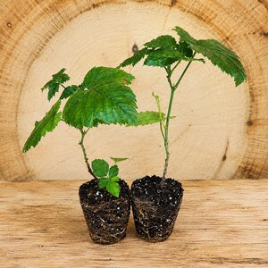 May include: Two small green raspberry plants with serrated leaves, each growing from a compact, cylindrical root ball of dark soil. The plants feature thin, upright stems and vibrant green foliage, displayed as individual starter specimens.