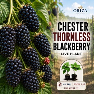 May include: A cluster of ripe, dark purple blackberries on a green vine. Text reads: ORIZA HOME GARDEN, CHESTER THORNLESS BLACKBERRY LIVE PLANT. An inset shows two small green plants with the text: 3-6" TALL, STARTER PLUG, SHIPS WITH NO POT.
