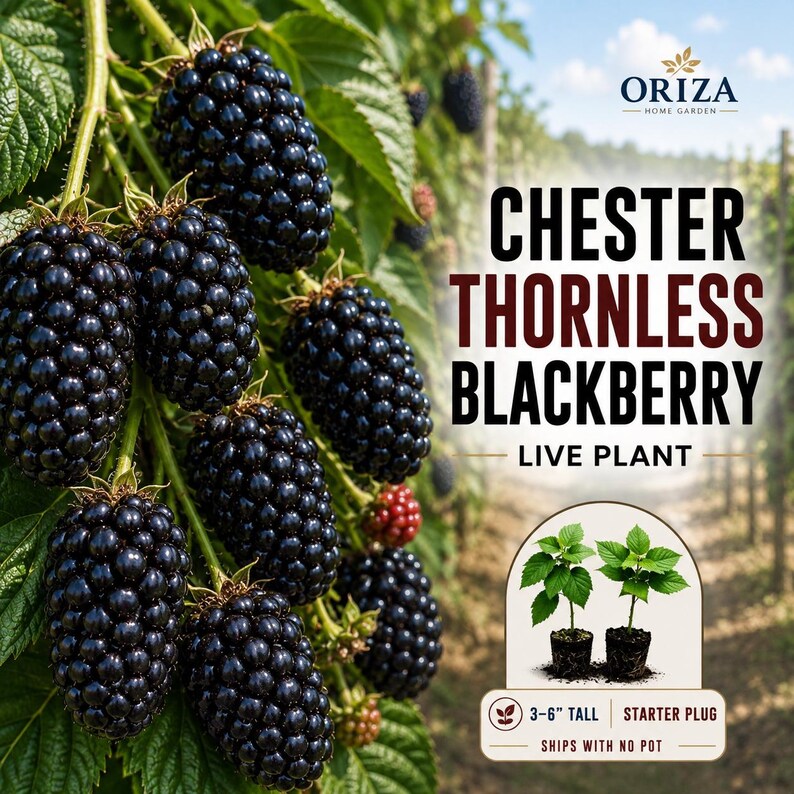 May include: A cluster of ripe, dark purple blackberries on a green vine. Text reads: ORIZA HOME GARDEN, CHESTER THORNLESS BLACKBERRY LIVE PLANT. An inset shows two small green plants with the text: 3-6" TALL, STARTER PLUG, SHIPS WITH NO POT.