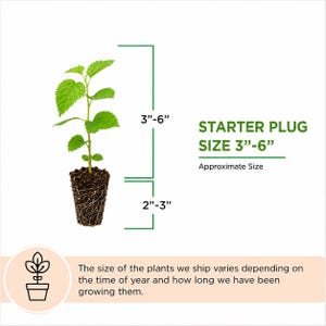 May include: A green starter plant plug with visible roots and soil, featuring text indicating a starter plug size of 3 to 6 inches and a root system of 2 to 3 inches. Additional text notes that plant size varies by season and growth duration.