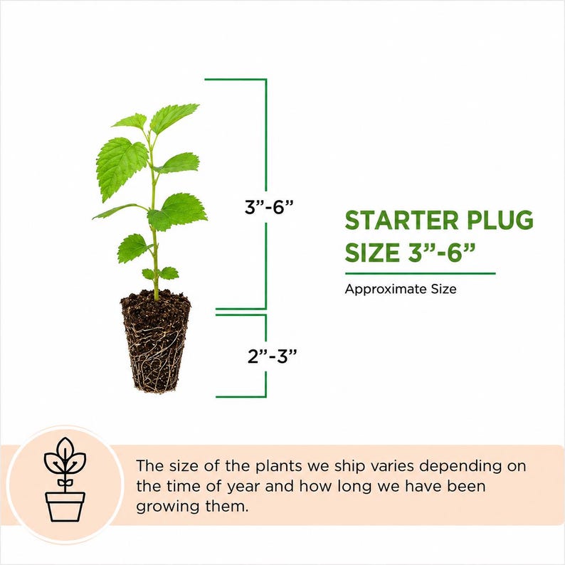 May include: A green starter plant plug with visible roots and soil, featuring text indicating a starter plug size of 3 to 6 inches and a root system of 2 to 3 inches. Additional text notes that plant size varies by season and growth duration.