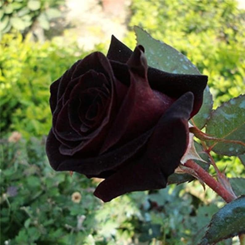 USSeller 50 BLACK ROSE Rosa Bush Shrub Perennial Flower Seeds Etsy