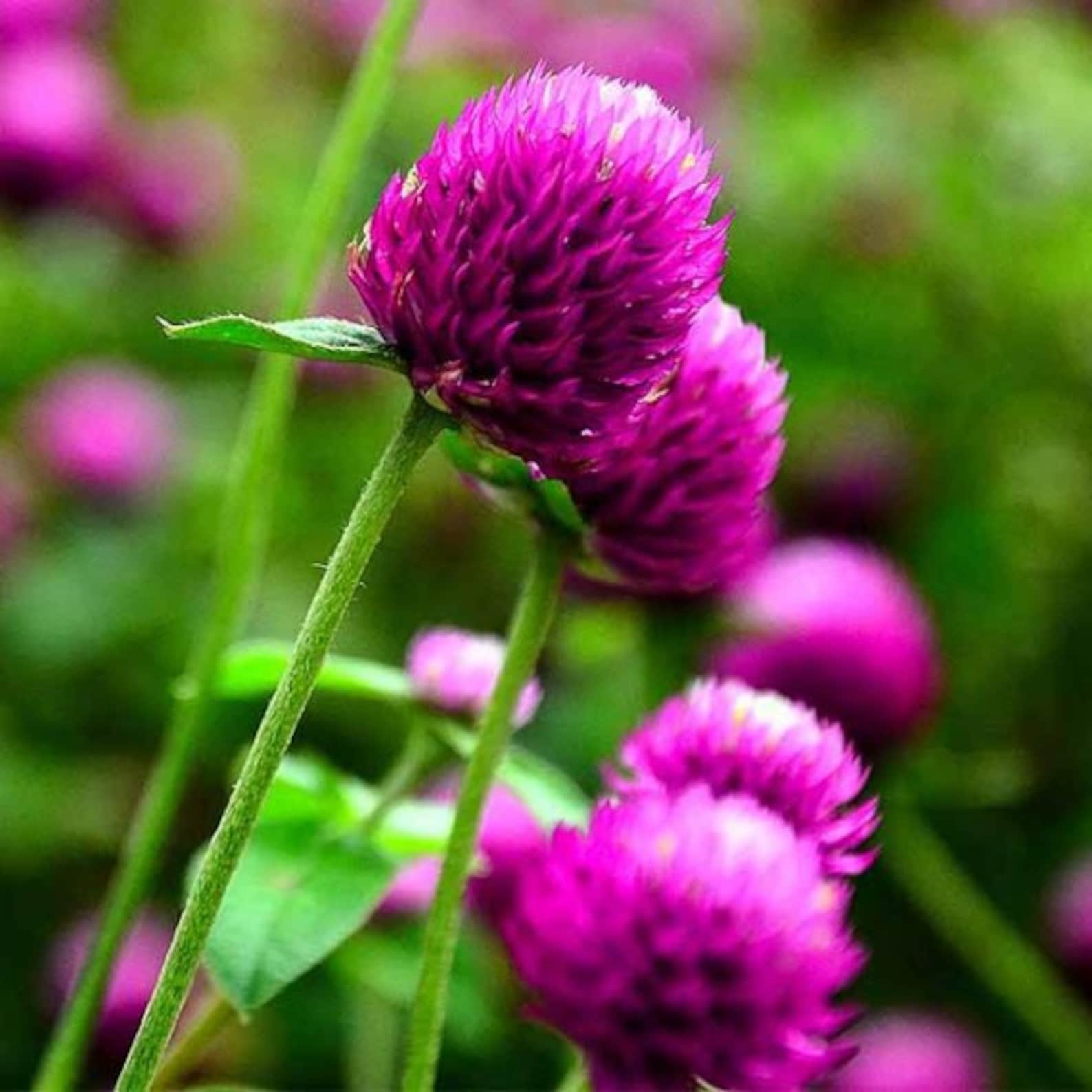 gomphrena globosa seeds