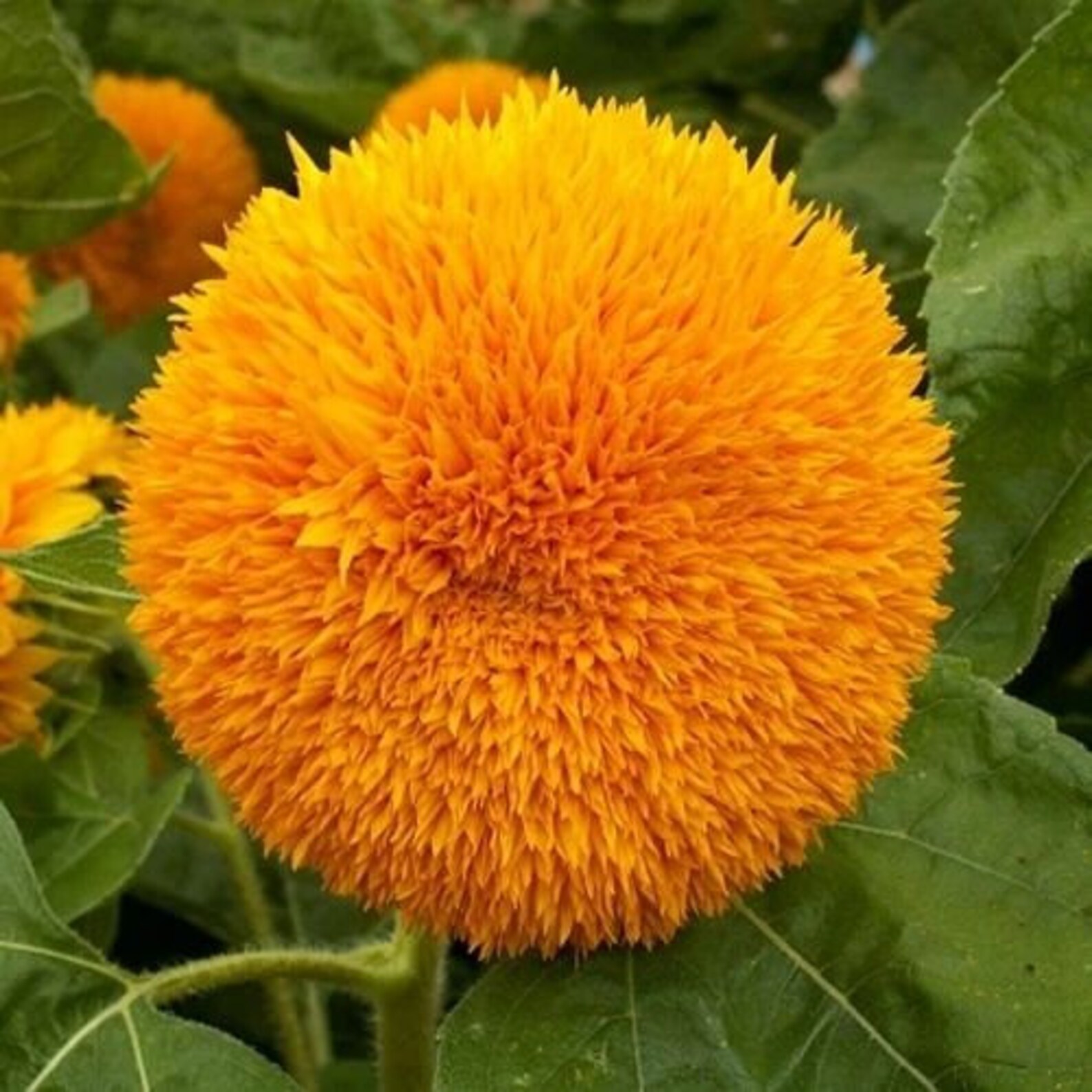 Teddy Bear Sunflower Seeds Sungold Dwarf Sun Flower Seed Non Etsy