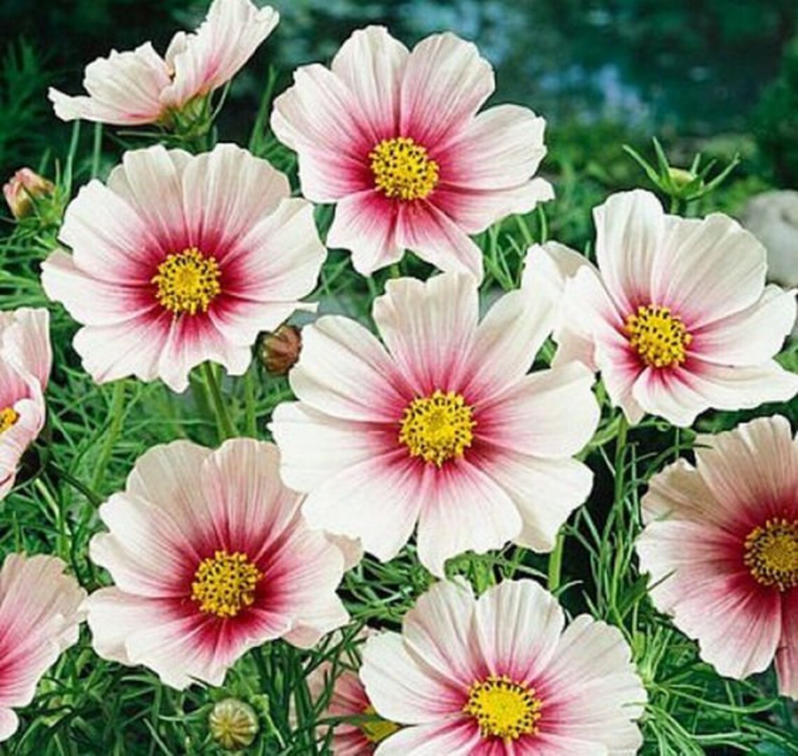 Cosmos Daydream 100 Seeds Etsy