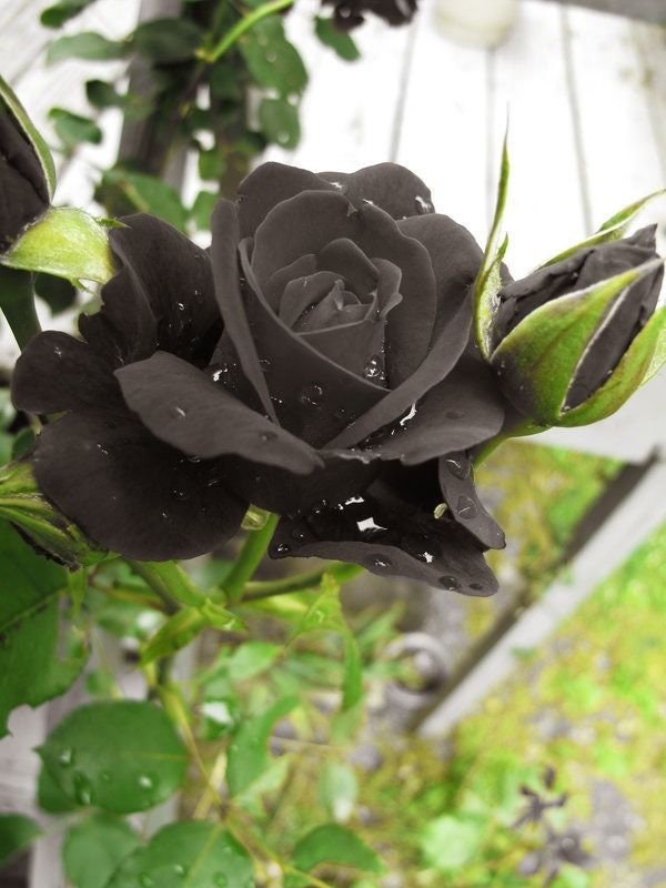 USSeller 50 BLACK ROSE Rosa Bush Shrub Perennial Flower Seeds Etsy