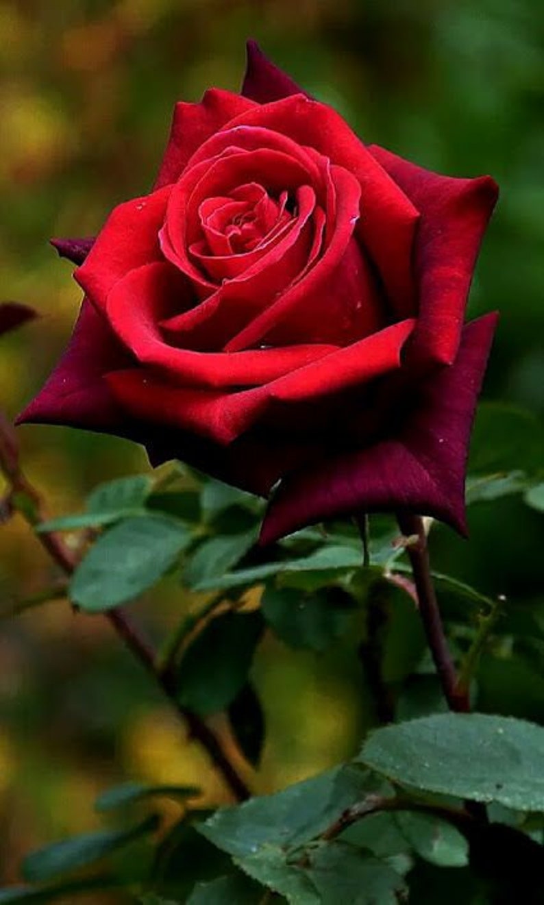 A Beautiful Red Rose - Beautiful Red Rose Free Stock Photo - Public ...