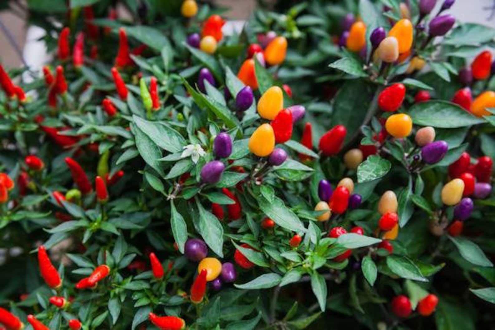 Ornamental Pepper Capsicum Annuum Filius Blue 50 Seeds Etsy