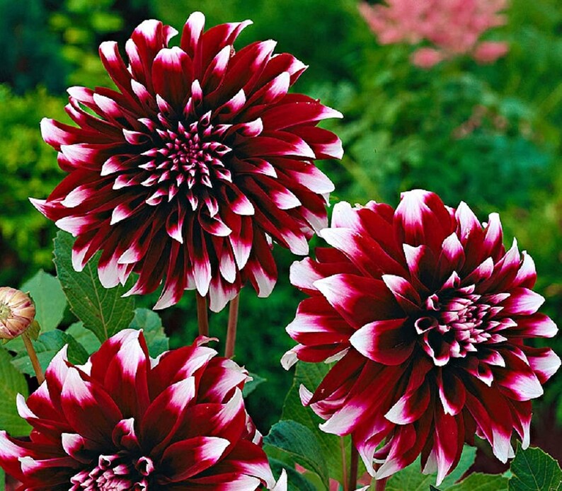 USSeller Rare Beautiful Perennial Dahlia Flowers Seeds 20PCS Etsy USSeller Rare Beautiful Perennial Dahlia Flowers Seeds 20PCS Etsy