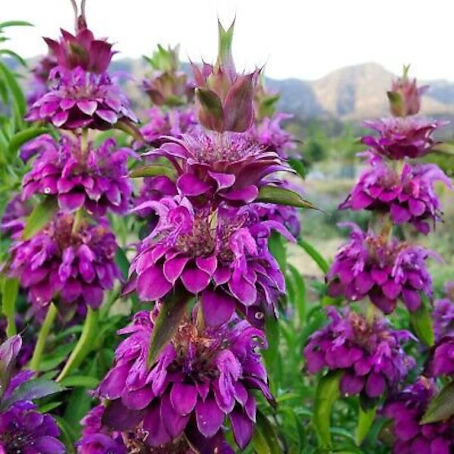 Monarda citriodora 1000 Seeds LEMON BEE BALM Herbs | Etsy