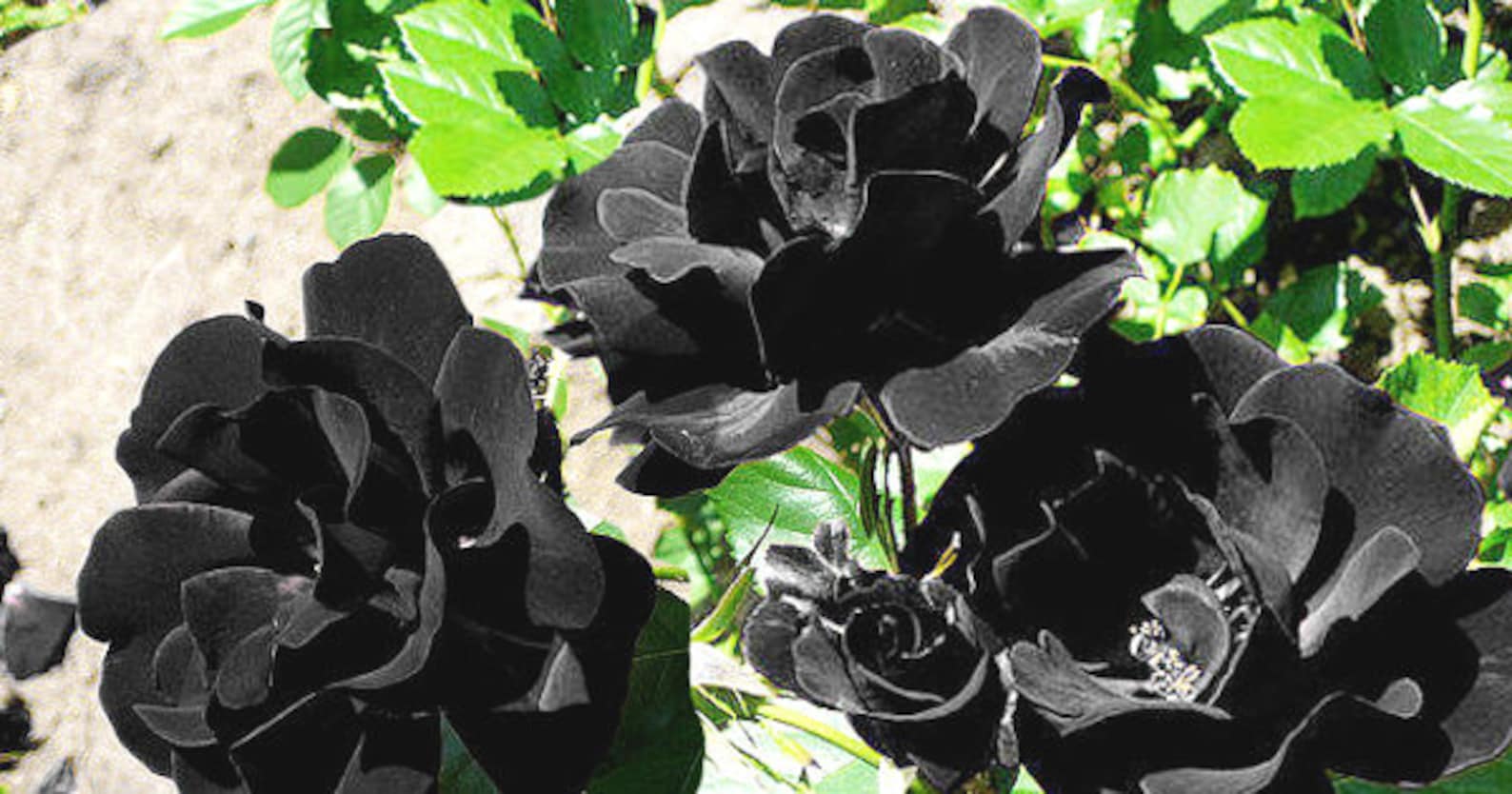 USSeller 50 BLACK ROSE Rosa Bush Shrub Perennial Flower Seeds Etsy