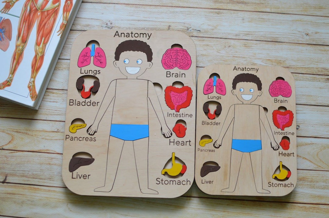 HUMAN ANATOMY EDUCATIONAL Puzzle Educational Toys Preschool ...