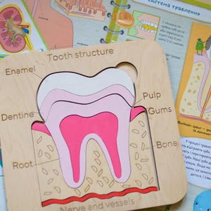 Estructura del diente Juego de mesa de madera para niños pequeños Juego del diente Anatomía del diente Dentista Niños Educación en casa Aprendizaje y rompecabezas humano escolar