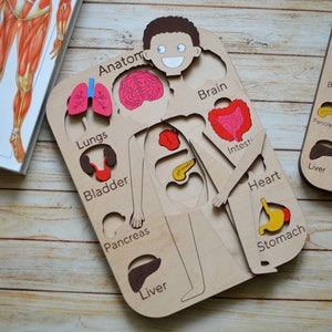 MENSCHLICHE ANATOMIE PÄDAGOGISCHEs Montessori-Spielzeug, Lernspielzeug Vorschule Homeschooling Kleinkindspielzeug Babygeschenke Geschenk für Kinder Graue Anatomie