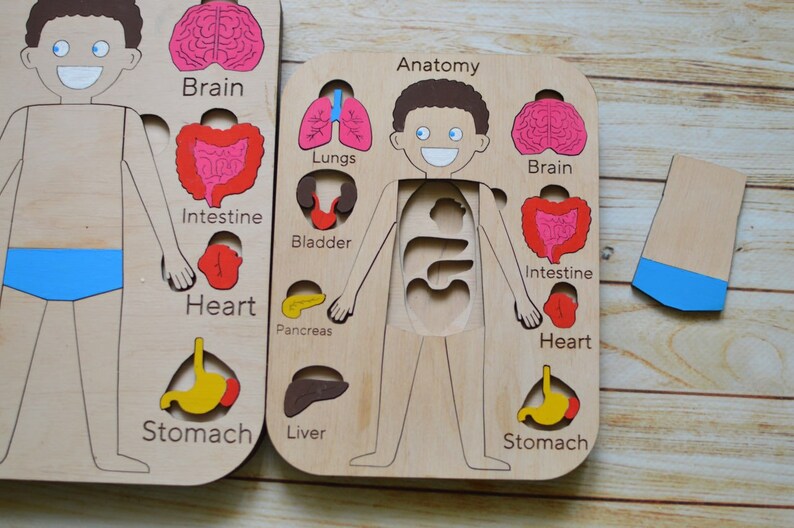 Wooden Human Anatomy Puzzle, Body Parts Puzzle, Anatomy Board ...