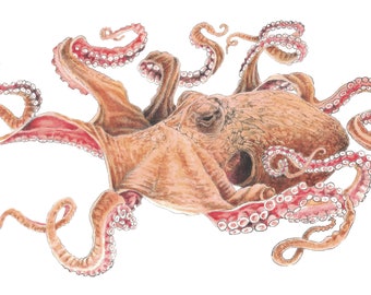 Octopus
