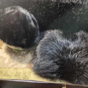May include: Two black fur hats are presented on a gold-toned surface. One hat is upright, on a clear glass base, the other lies flat. The fur is dense and plush, with a dark, glossy sheen, suggesting a luxurious texture.