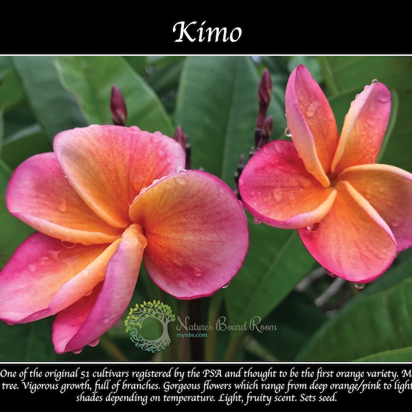 Rooted Plumeria Kimo Double Tip Cutting. Beautiful Orange Fragrant Frangipani