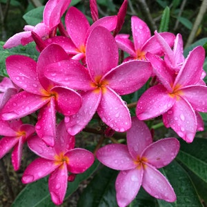 Miami Rose ROOTED Single-tip Cuttings. Beautiful, Fragrant Frangipani.