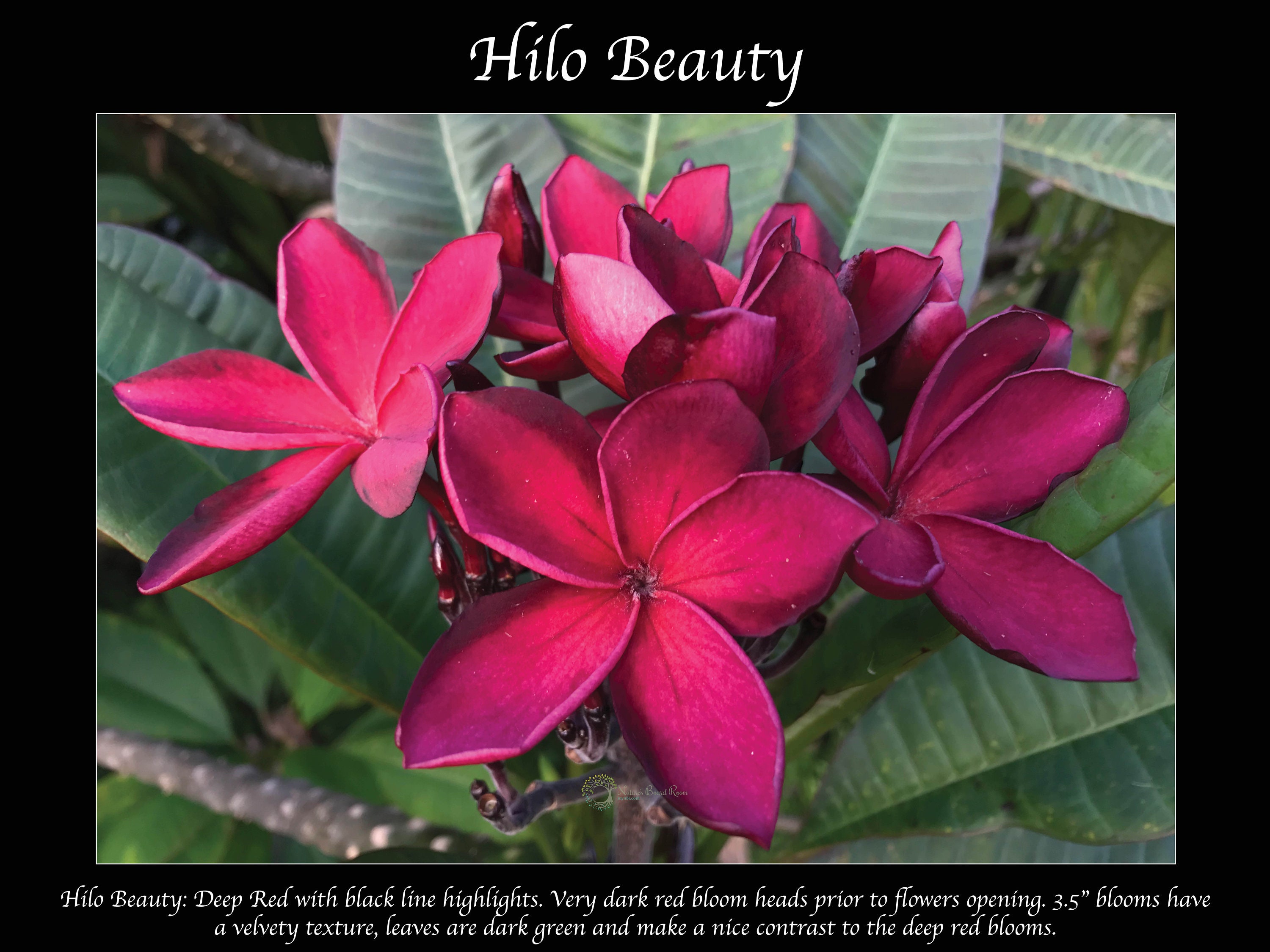 プルメリア Hilo Beauty Plumeria Cutting Hilo Beauty (Best Deal) - Upland Nursery