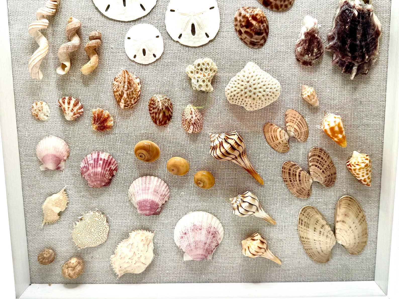 Florida Favorites Shell Shadow Box - Etsy