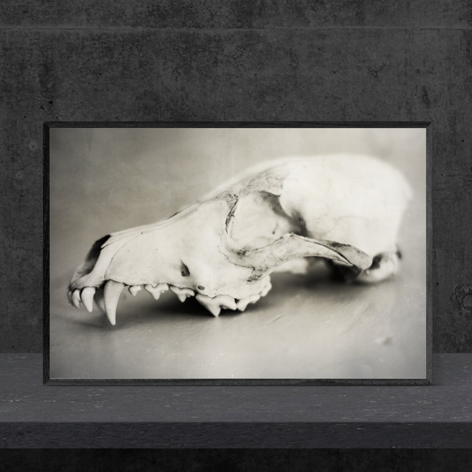 Coyote Skull Digital Download Printable Skull Art | Etsy