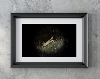 Rabbit Giclée Print – Night Series Animal Art with Gold Finish