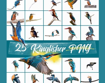 Best 25 Kingfisher Bird PNG Overlays, Real Bird Photo png, Photo Overlay