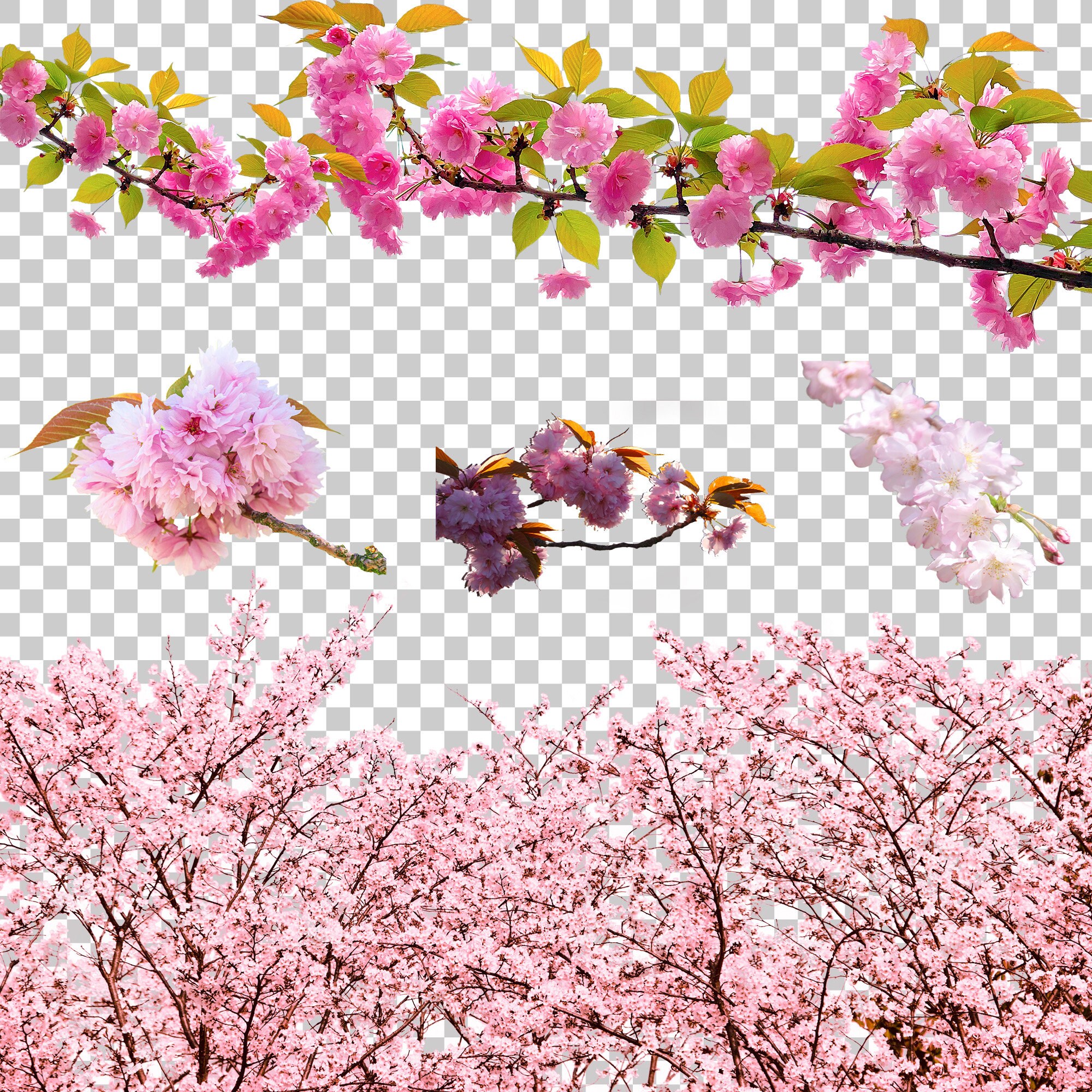 Flower Overlay, Flower Overlay Photoshop, Flower PNG, Flower Overlay ...