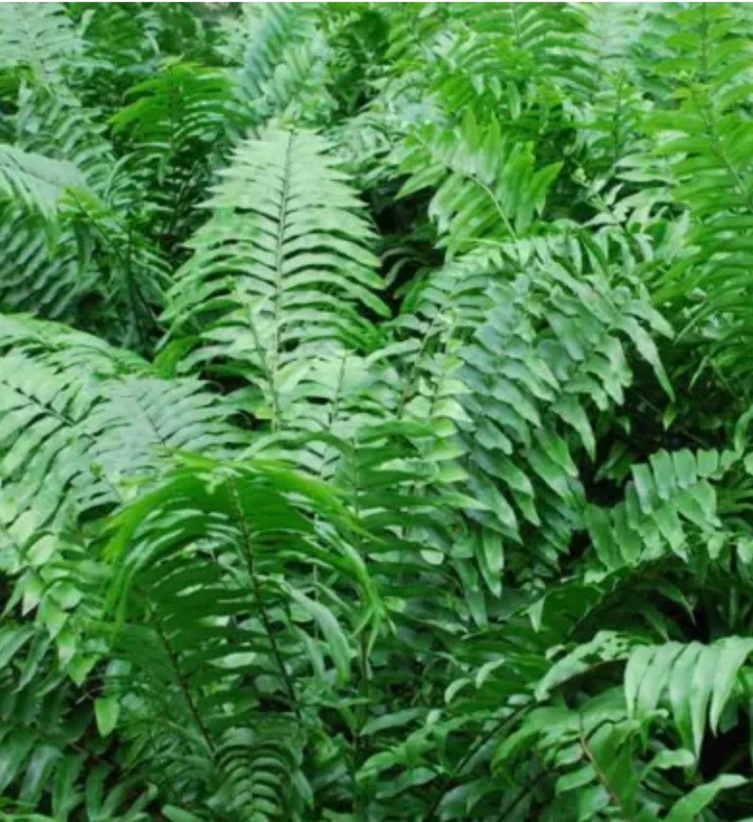 FERN MACHO Live Plants Plugs Garden DIY Live Plant 4 Plugs Read Details