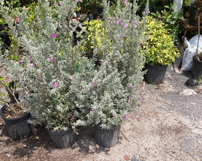 Texas Sage Shrub 3 Gallon Live Plant Container Garden Etsy