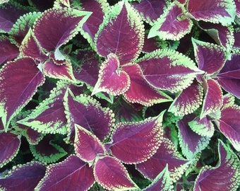 New Just Arrived Coleus Kong Jr Scarlet  (5) live plant plugs 2 inches great for container of mixed plants