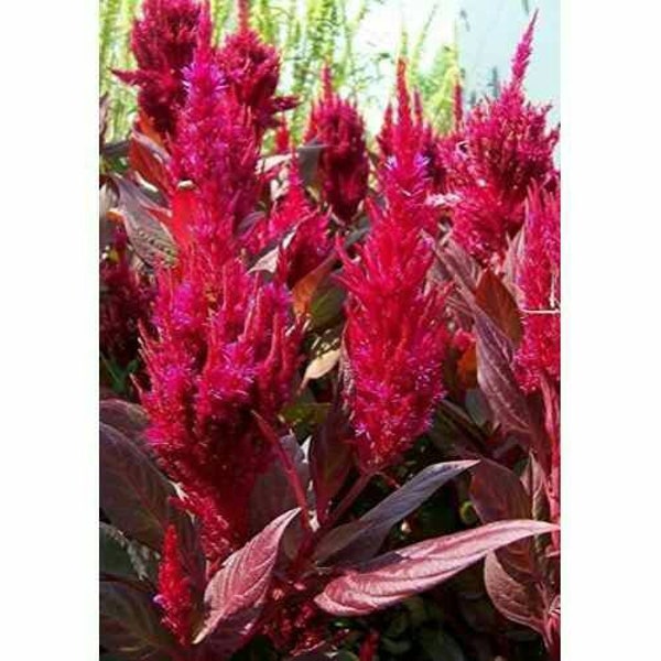 New Just Arrived Celosia Dragons Breath (5) Starter live plant plugs Red container garden Read description picture used as example