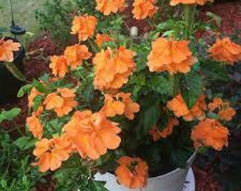 Crossandra Orange Marmalade live plant comes out of 3 gallon container Shipped bare roots