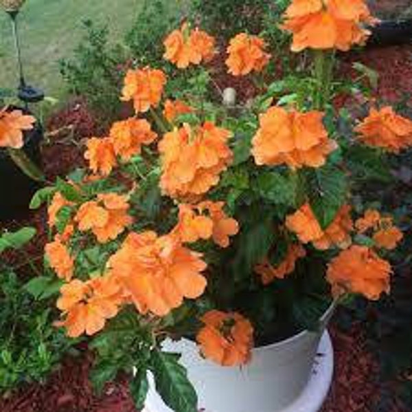Crossandra Orange Marmalade live plant comes out of 3 gallon container Shipped bare roots